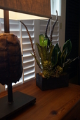 indoor plant arrangements, terrariums, easy to grow, greenville sc, urban gardening, custom plant