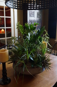 indoor plant arrangements, dracena, easy to grow, greenville sc, urban gardening, custom plant