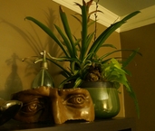 indoor plant arrangements, bromeliad, easy to grow, greenville sc, urban gardening, custom plant