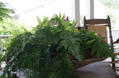 porch fern, garden center augusta rd greenville sc, southern living front porch, custom design