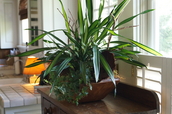 indoor plant arrangements, dracena, easy to grow, greenville sc, urban gardening, custom plant